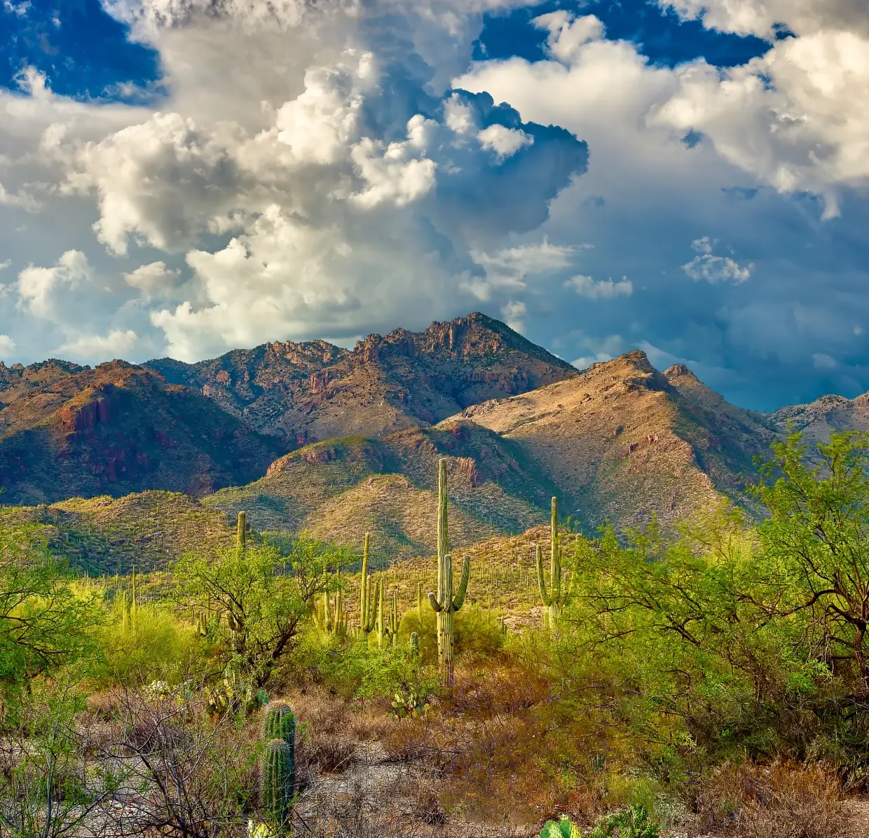 Saguaro cacti foreground with storm clouds over mountains